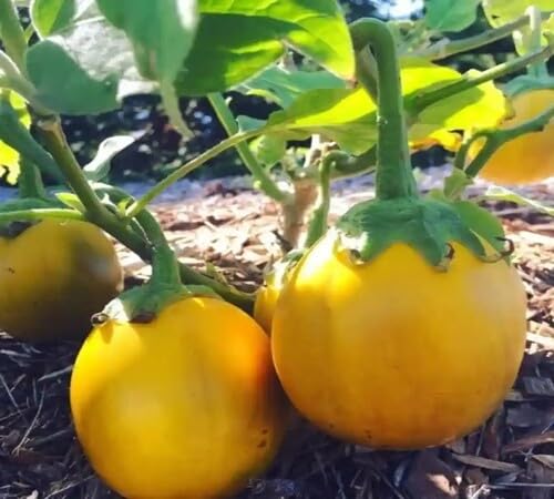 Eggplant Yellow Seeds – Heirloom, Non-GMO, High Germination Organic Garden Seeds Planting