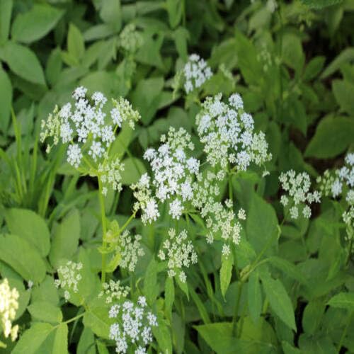White Aegopodium Podagraria Flower Seeds Heirloom Non-GMO High Germination Organic Garden Seeds