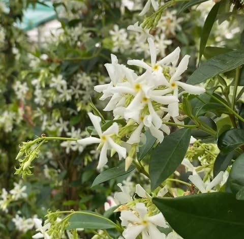 White Trachelospermum Jasminoides Flower Seeds Heirloom Non-GMO High Germination Organic Garden Seeds for Planting