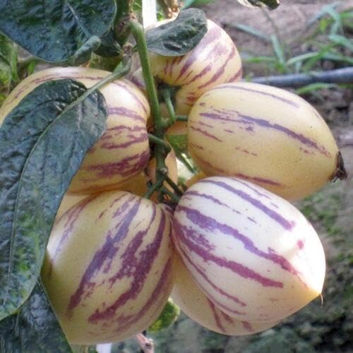 Purple Ginseng Seeds – Heirloom, Non-GMO, High Germination Organic Garden Seeds