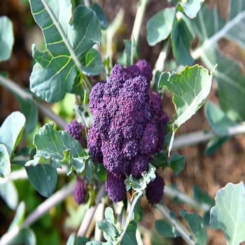 Purple Broccoli Seeds – Heirloom, Non-GMO, High Germination Organic Garden Seeds Planting