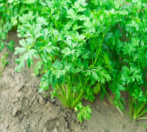 Green Parsley Plant Seeds Heirloom Non-GMO High Germination Organic Garden Seeds for Planting