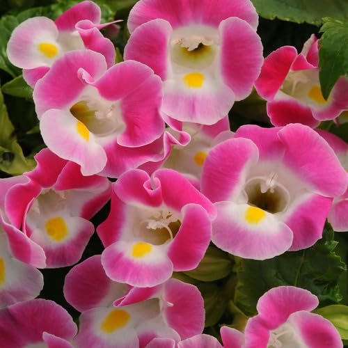Pink Torenia Flower Seeds – Heirloom, Non-GMO, High Germination Organic Seeds