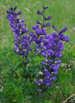 bluefakeindigofloweseedsheirloomnongmo flower seeds