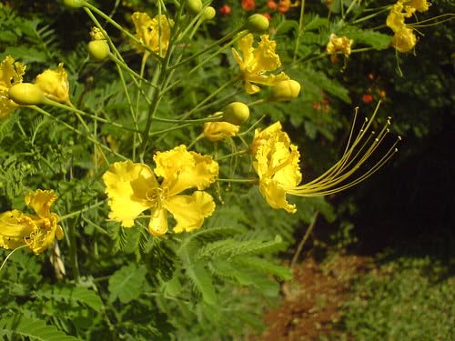 Yellow Caesalpinia Flower Seeds for Planting – Heirloom, Non-GMO, High Germination Organic Garden Seeds