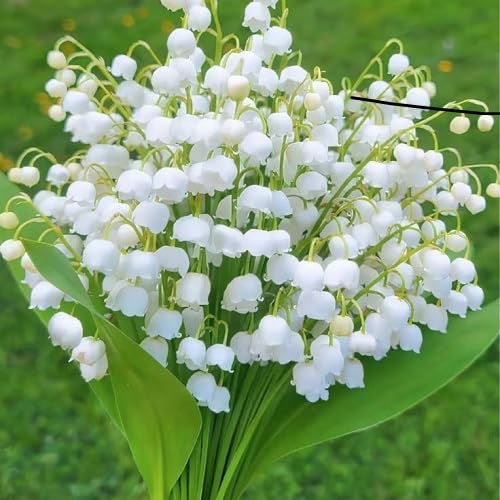 White Convallaria Flower Seeds – Heirloom Non-GMO High Germination