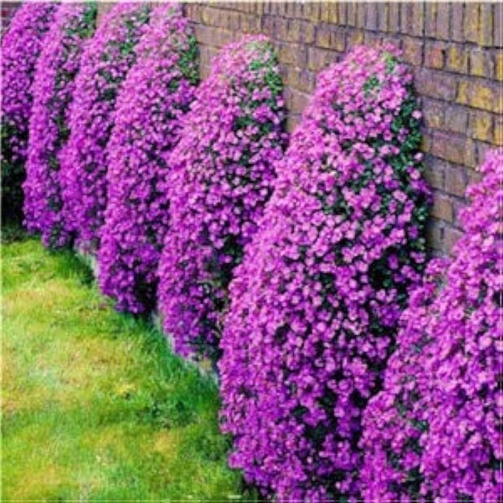Creeping Thyme herb seeds