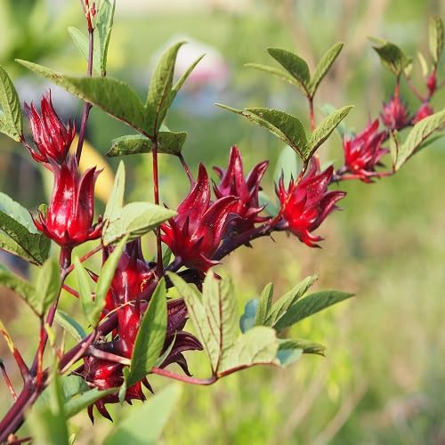 Maroon Roselle Plant Seeds for Planting – Heirloom, Non-GMO, High Germination Organic Garden Seeds