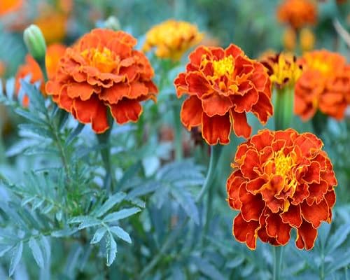 marigold flower heirloom non-gmo seeds