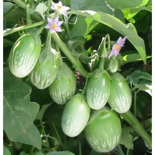 Eggplant Green Seeds – Heirloom, Non-GMO, High Germination Organic Garden Seeds Planting