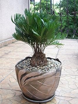 greenzamiafloridanaheirloomnongmo flower seeds
