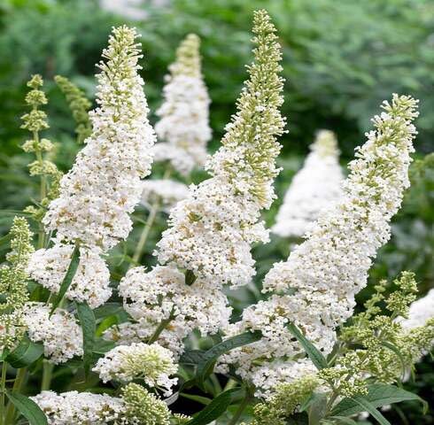 White Buddleja Flower Seeds – Heirloom, Non-GMO, High Germination Organic Garden Seeds for Planting