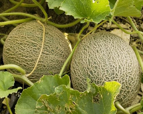 Pumpkin White Seeds – Heirloom, Non-GMO, High Germination Organic Garden Seeds Planting