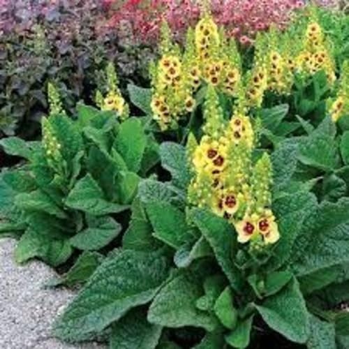 Yellow Verbascum Flower Seeds – Heirloom Non-GMO Organic Garden Seeds