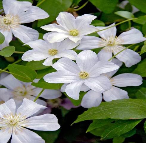 White Clematis Flower Seeds Heirloom Non-GMO High Germination Organic Garden Seeds for Planting