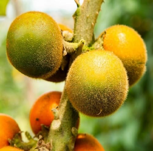 Yellow Lulo Seeds – Heirloom, Non-GMO, High Germination Organic Garden Seeds