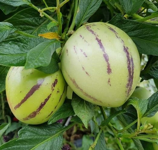 Green Ginseng Melon Seeds – Heirloom, Non-GMO, High Germination Organic Garden Seeds