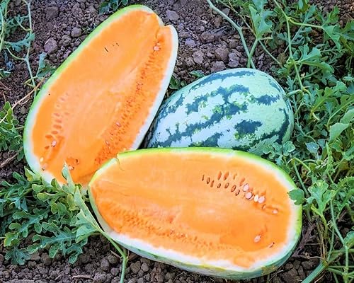 Watermelon Seeds – Heirloom, Non-GMO, High Germination Organic Garden Seeds