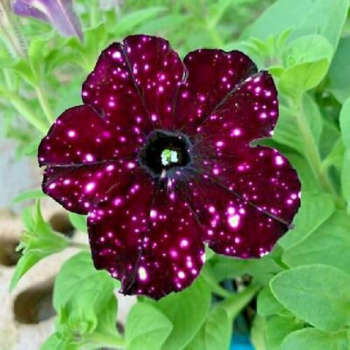 Starry Petunia Flower Seeds – Heirloom, Non-GMO, High Germination Organic Garden Seeds