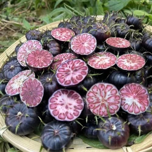 Black Ginseng Seeds – Heirloom, Non-GMO, High Germination Organic Garden Seeds