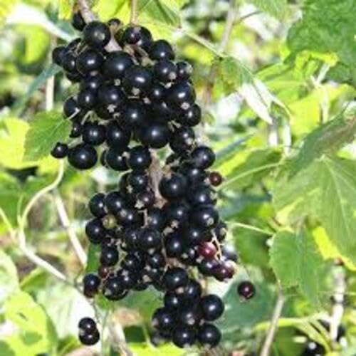 Blackcurrant Fruit Seeds – Heirloom, Non-GMO, High Germination Organic Garden Seeds