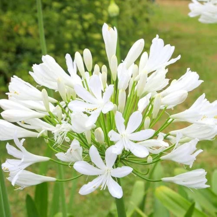 Agapanthus Flower Seeds White for Planting – Heirloom Non-GMO High Germination Organic Seeds