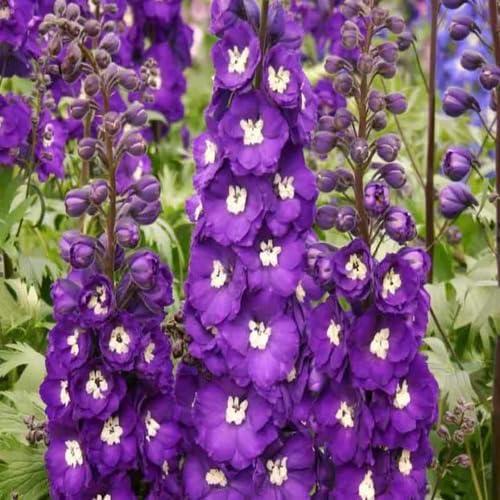 Purple Delphinium Flower Seeds for Planting Heirloom Non-GMO High Germination Organic Garden Seeds