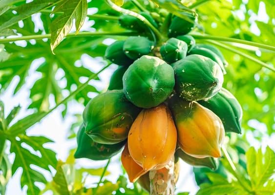 Papaya Fruit Seeds – Heirloom, Non-GMO, High Germination Organic Garden Seeds