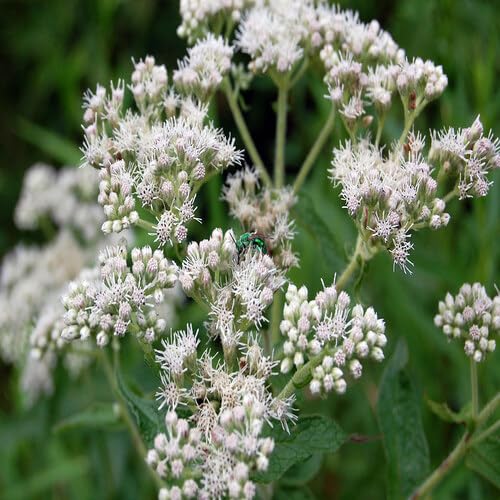 White Eupatorium Perfoliatum Flower Seeds Heirloom Non-GMO High Germination Organic Garden Seeds for Planting