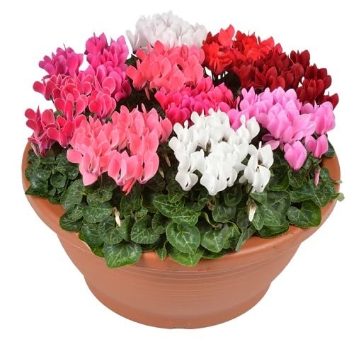 Cyclamen Flower Seeds Mixed – Heirloom Non-GMO High Germination Seeds