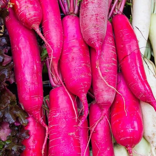 Pink Radish Seeds – Heirloom, Non-GMO, High Germination Organic Garden Seeds Planting