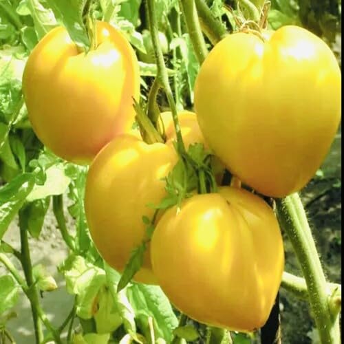 Semillas de tomate amarillo – Herencia, sin OGM, alta germinación Semillas de jardín orgánicas para plantar