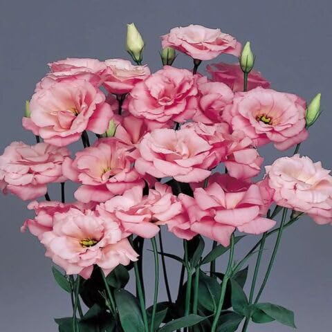 Pink Estoma Flower Seeds Heirloom Non-GMO High Germination Organic Garden Seeds for Planting