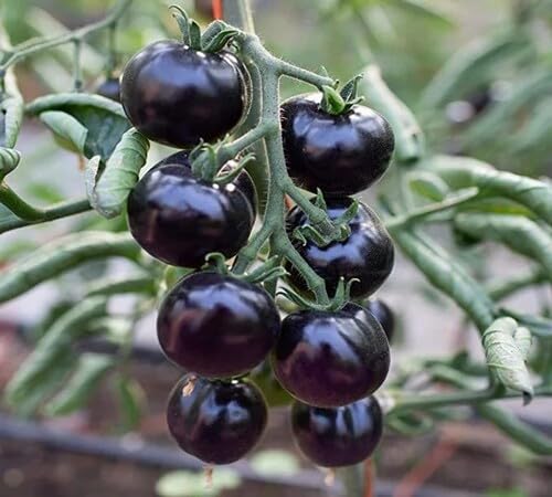 Tomato Black Seeds – Heirloom, Non-GMO, High Germination Organic Garden Seeds Planting