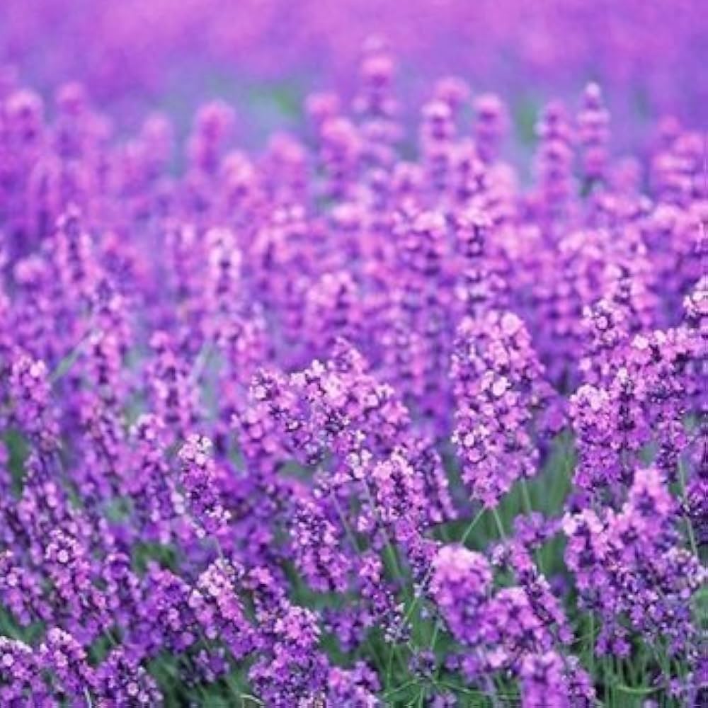 Lavender Provence herb seeds