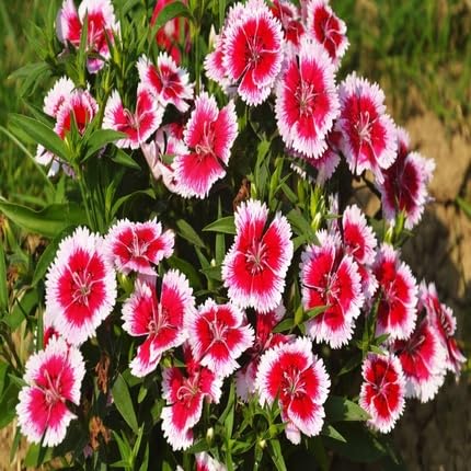Red White Dianthus Flower Seeds for Planting – Heirloom Non-GMO High Germination Organic Garden Seeds