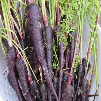 Black Carrot Black – Heirloom, Non-GMO, High Germination Organic Garden Seeds Planting