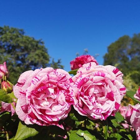 Pink Rose Flower Seeds for Planting – Heirloom Non-GMO High Germination Organic Garden Seeds