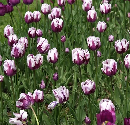Purple Tulips Flower Seeds Heirloom Non-GMO High Germination Organic Garden Seeds for Planting