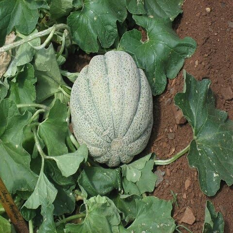 Muskmelon Seeds – Heirloom, Non-GMO, High Germination Organic Garden Seeds