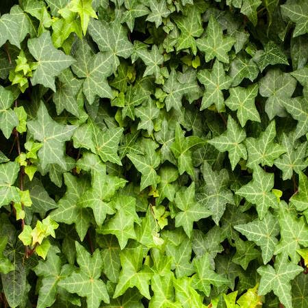 ivy heirloom non-gmo seeds