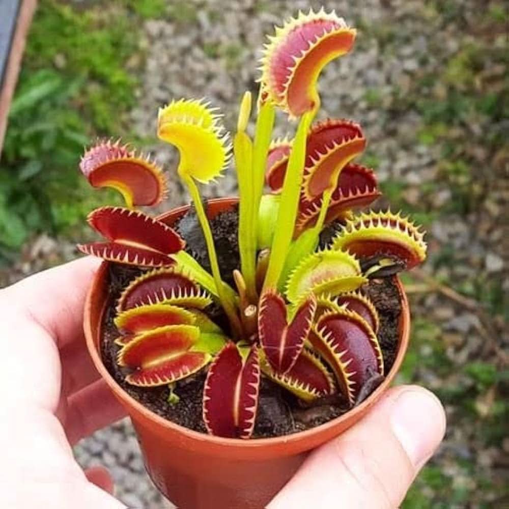 Venus Flytrap herb seeds