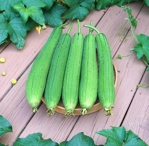 Green Luffa Gourd Seeds – Heirloom, Non-GMO, High Germination Organic Garden Seeds Planting