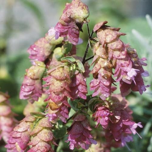 Pink Origanum Rotundifolium Flower Seeds – Heirloom, Non-GMO, High Germination Organic Garden Seeds for Planting