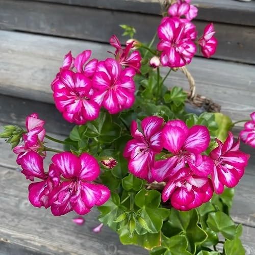 pink geranium flower heirloom non-gmo seeds