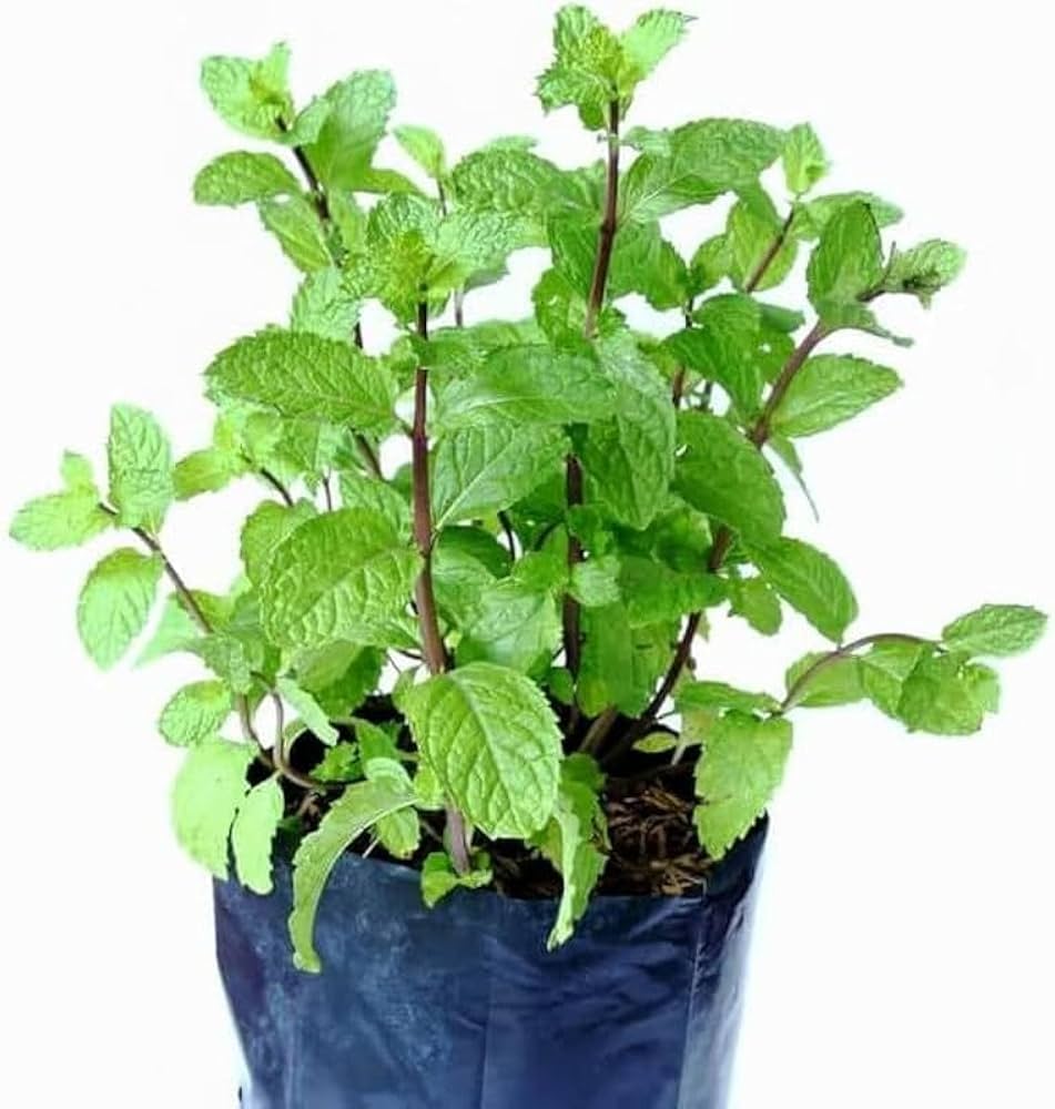 Green Spearmint Seeds – Heirloom &amp; Non-GMO Refreshing Herb for Drinks and Culinary Use Seeds for Planting