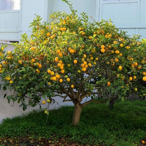 Lemon Tree Seeds – Heirloom, Non-GMO, High Germination Organic Garden Seeds