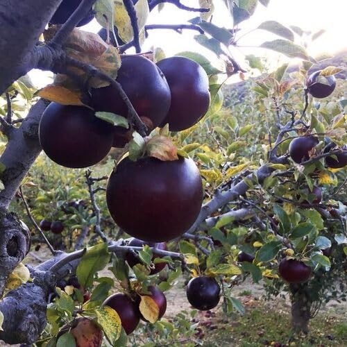 Black Apple Seeds – Heirloom, Non-GMO, High Germination Organic Garden Seeds