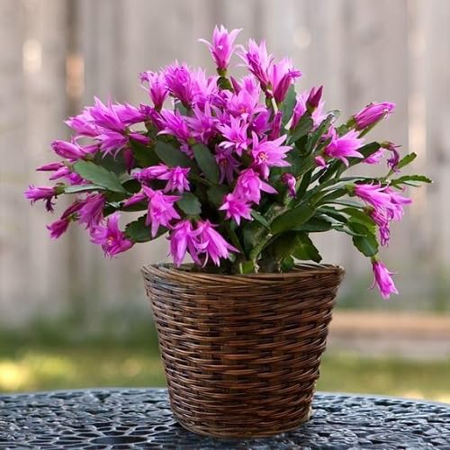 Rosa Schlumbergera Blumensamen zum Pflanzen – Alte Sorte, gentechnikfrei, hohe Keimrate, Bio-Gartensamen