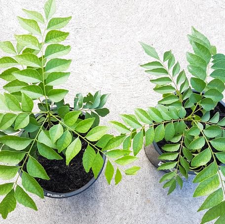 Green Curry Leaf Seeds – Heirloom, Non-GMO, High Germination Organic Garden Seeds Planting